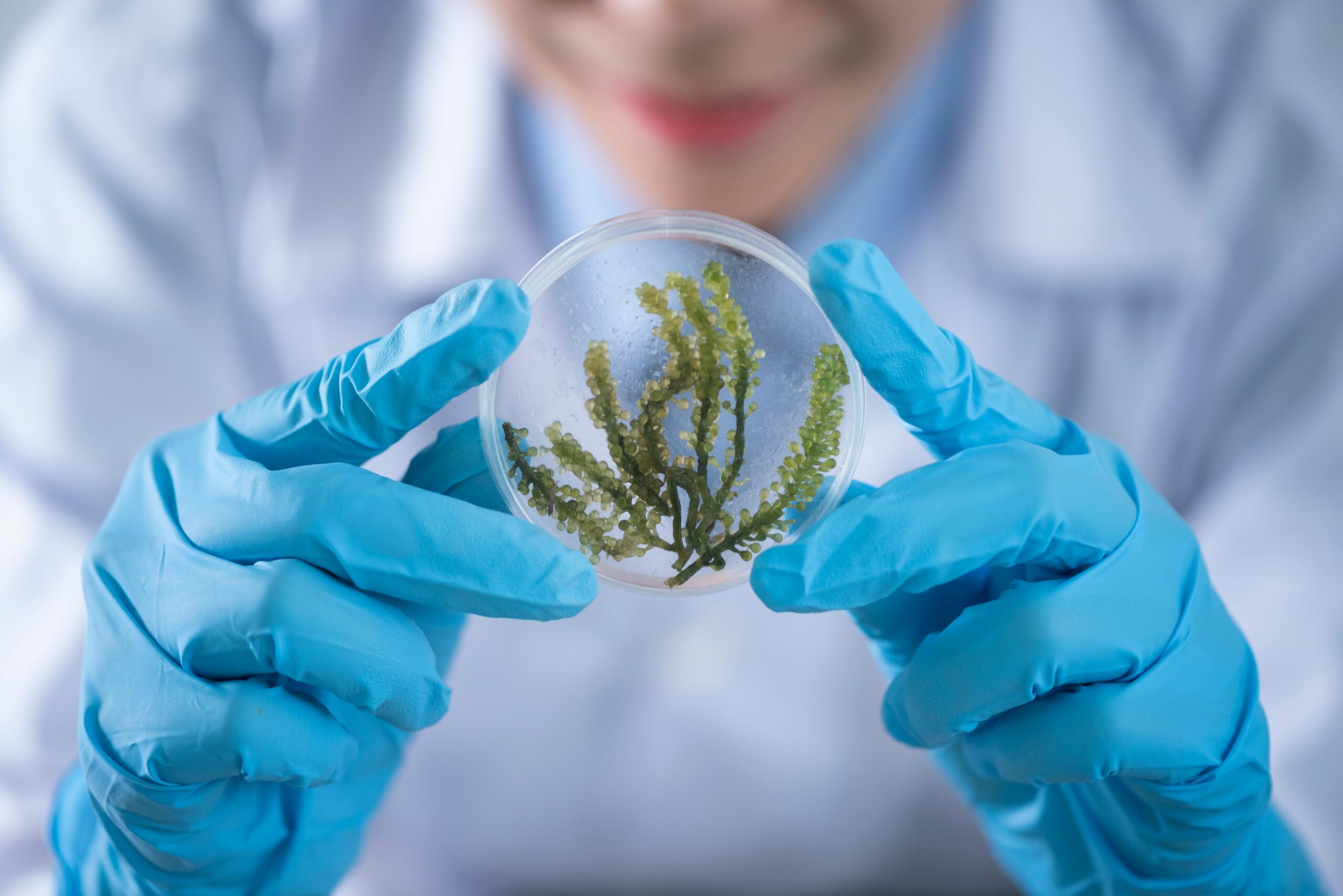 Lab technician examining plant sample in a petri dish, symbolizing the application of digital human technology in healthcare, enhancing self-service kiosks with ai for improved patient interaction and data management.